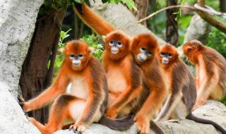 深圳动物园门票团购 深圳动物园门票团购