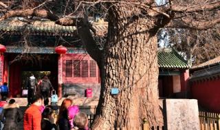 嵩山少林寺旅游 嵩山少林寺旅游